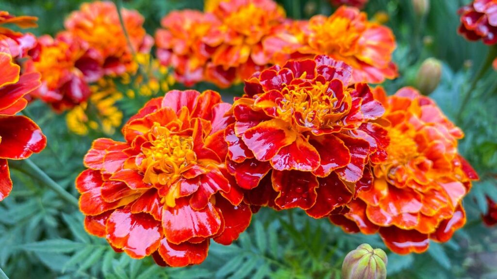 Aprendi com um agricultor um truque que deixou minhas tagetes muito mais fortes e floridas
