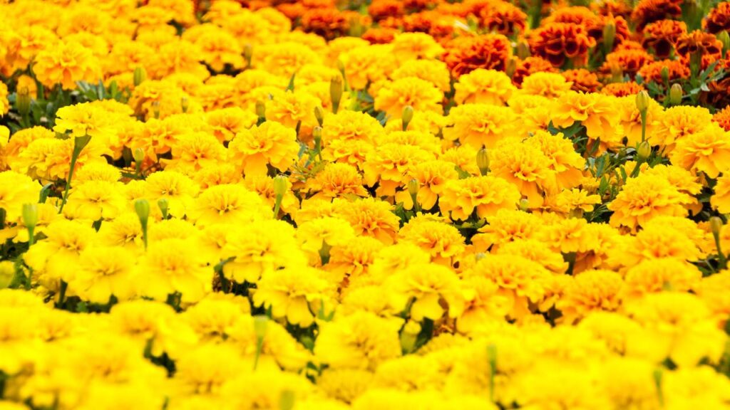 Essa planta exótica espanta mosquitos e ainda deixa o ambiente mais bonito