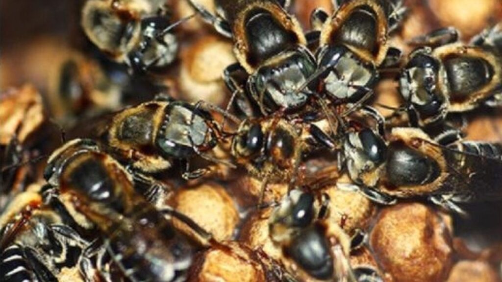 A abelha quase não produz mel, mas tem um papel tão importante que salva ecossistemas inteiros