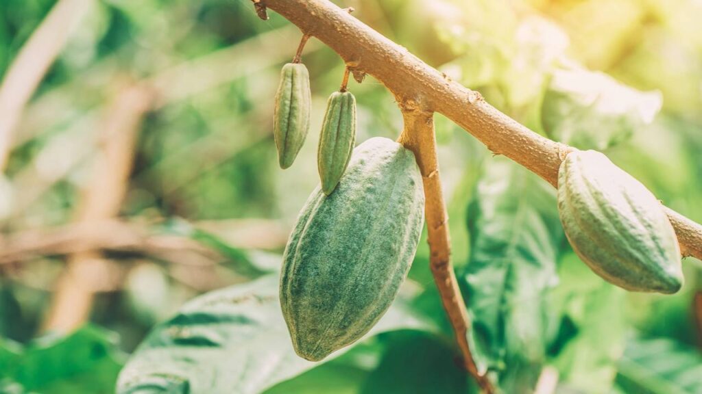 É possível ter um pé de cacau no quintal?