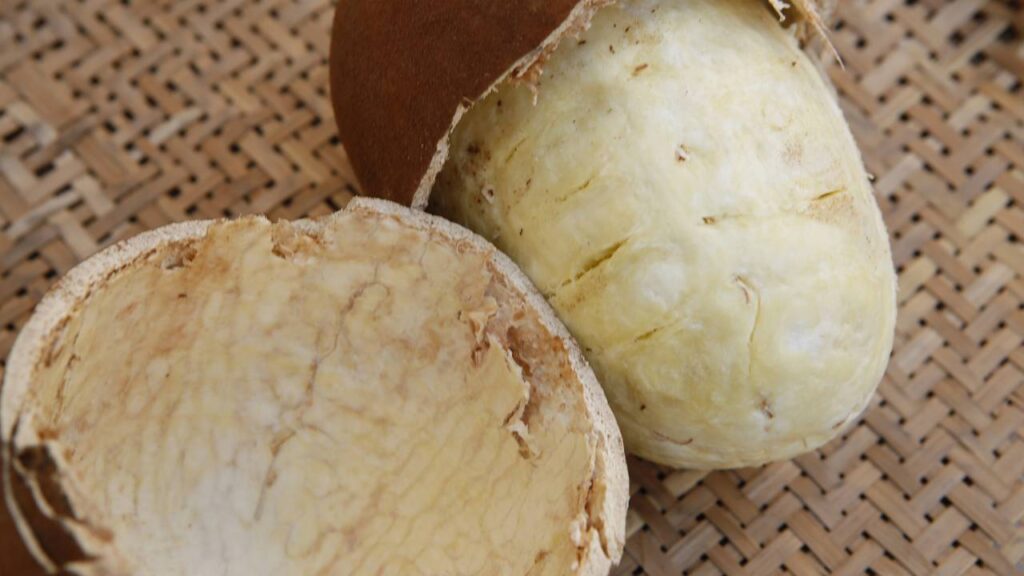 A fruta amazônica que tem sabor de queijo e aroma de nozes