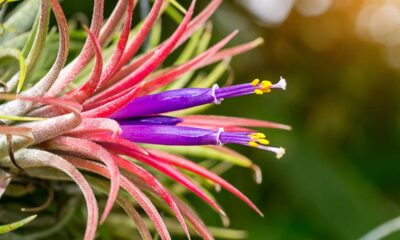 A planta que vive suspensa e cresce sem tocar na terra