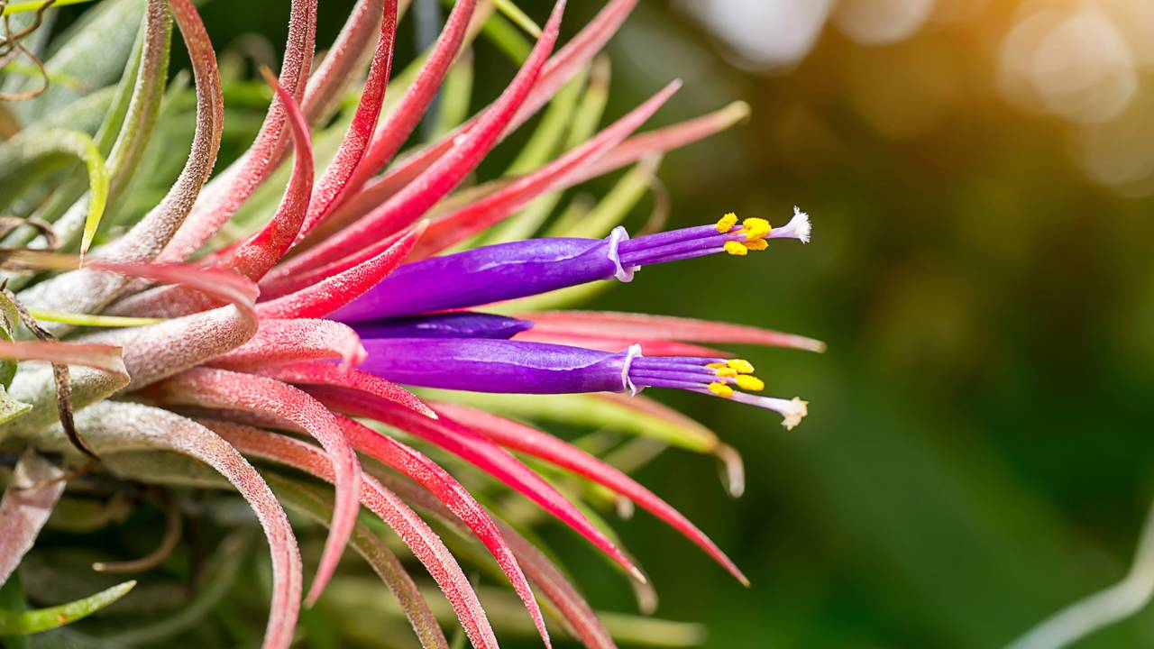 A planta que vive suspensa e cresce sem tocar na terra