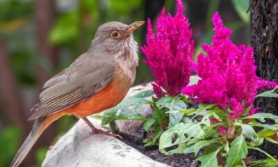 Por que o canto dos pássaros muda nas primeiras horas da manhã