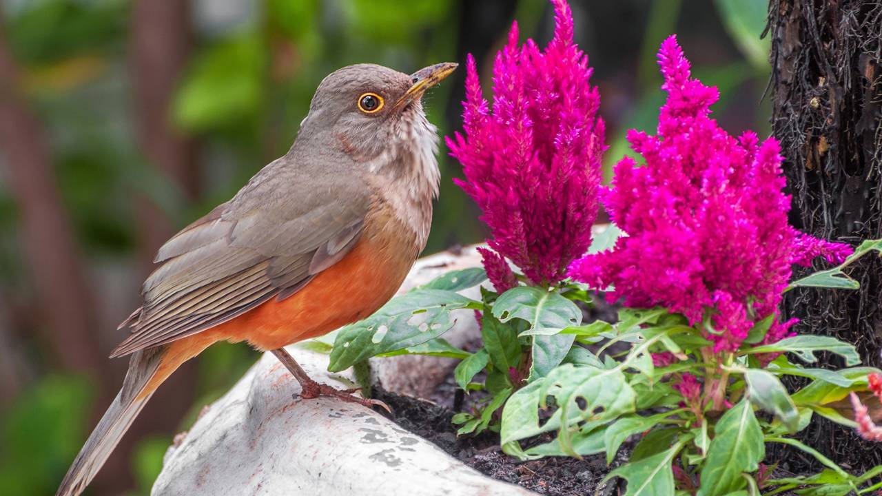 Por que o canto dos pássaros muda nas primeiras horas da manhã