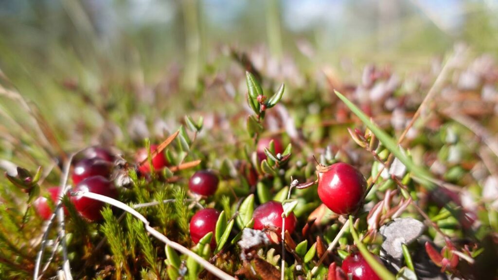 Essa fruta miúda tem um ciclo tão rápido que parece até mágica