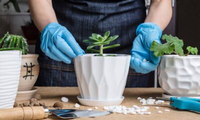 Como cuidar de plantas de sombra para que cresçam saudáveis