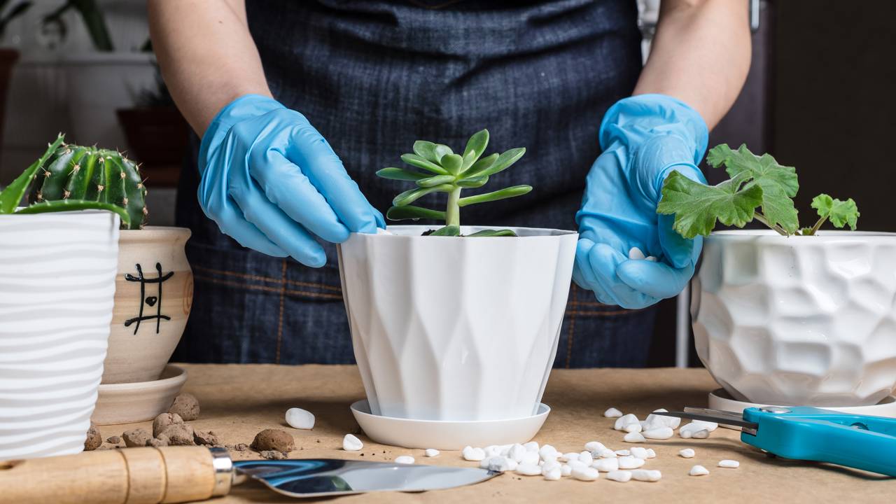 Como cuidar de plantas de sombra para que cresçam saudáveis