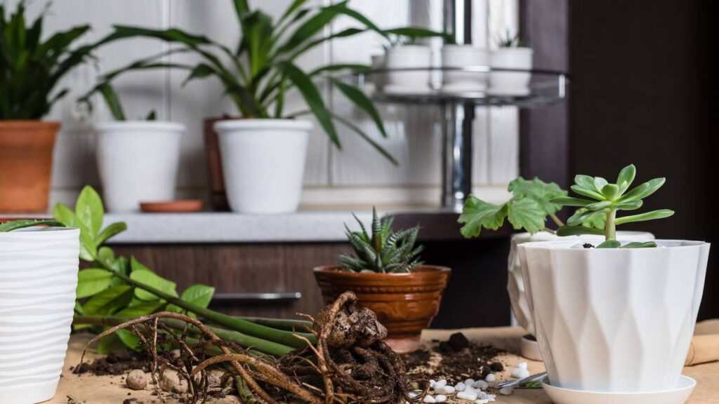 Como cuidar de plantas de sombra para que cresçam saudáveis