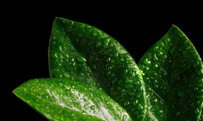 A planta queridinha de quem mora em apartamento pequeno