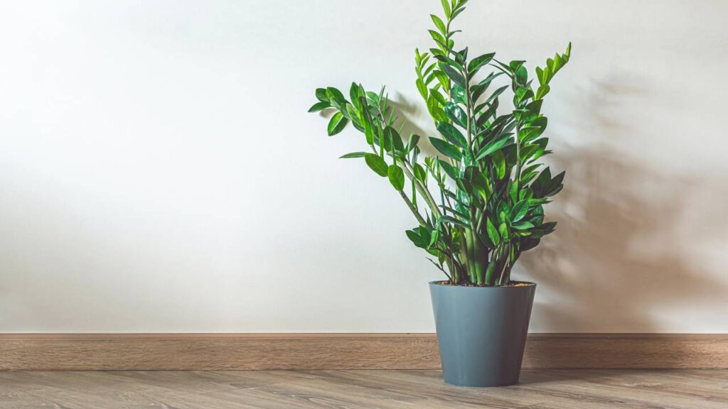 A planta queridinha de quem mora em apartamento pequeno