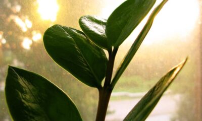 A planta que muita gente coloca no trabalho e jura que muda o ambiente