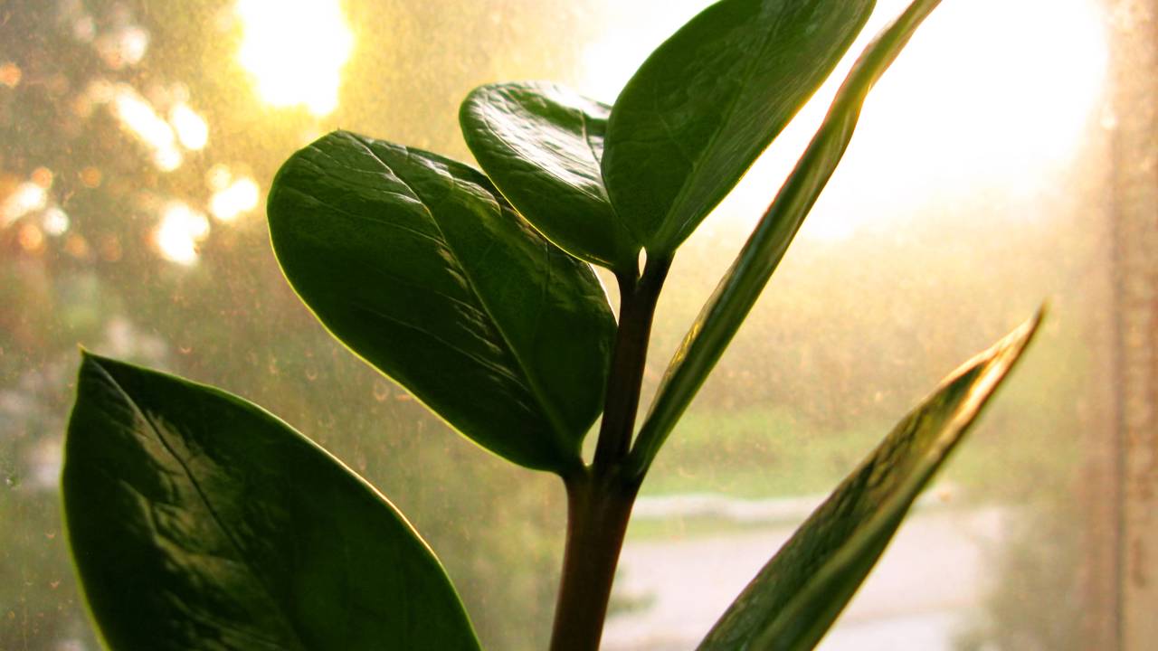 A planta que muita gente coloca no trabalho e jura que muda o ambiente