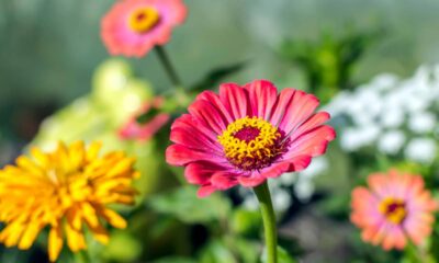 Essa flor cresce rápido e transforma a varanda em um jardim colorido