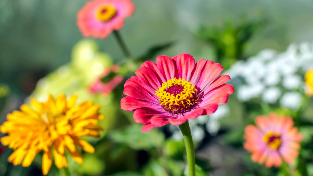 Essa flor cresce rápido e transforma a varanda em um jardim colorido