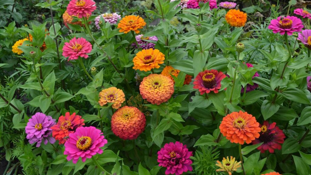 Essa flor cresce rápido e transforma a varanda em um jardim colorido