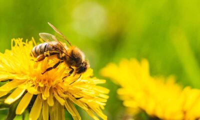 Qual é o masculino de abelha?
