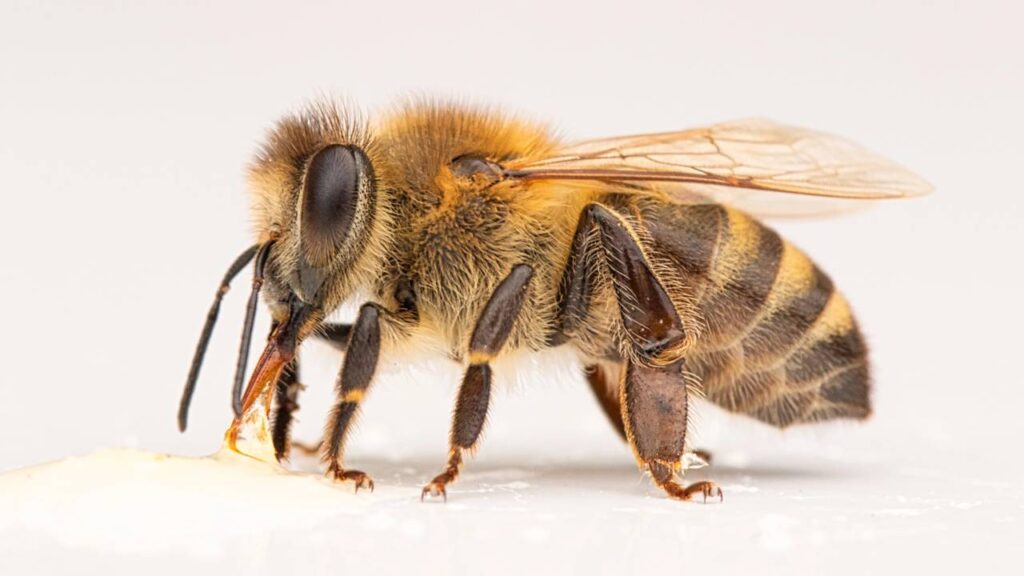 Qual é o masculino de abelha?