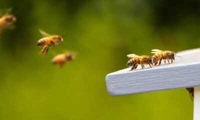 O motivo curioso por trás da “dança” que as abelhas fazem antes de trabalhar