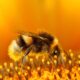 O que as abelhas ensinam sobre trabalho em comunidade