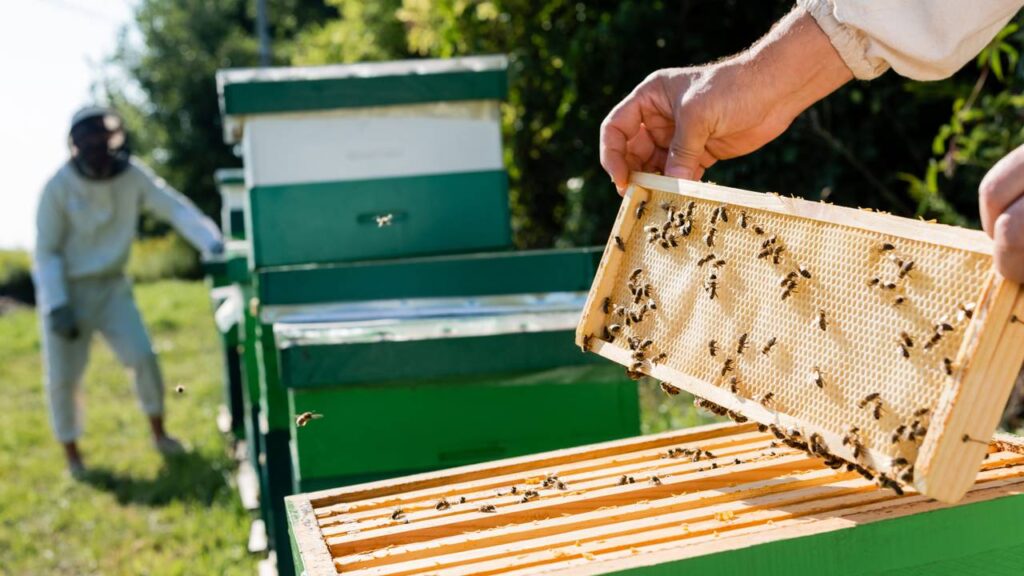 O que as abelhas ensinam sobre trabalho em comunidade