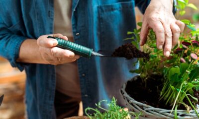 A planta nativa que muda o ambiente ao redor de um jeito inesperado