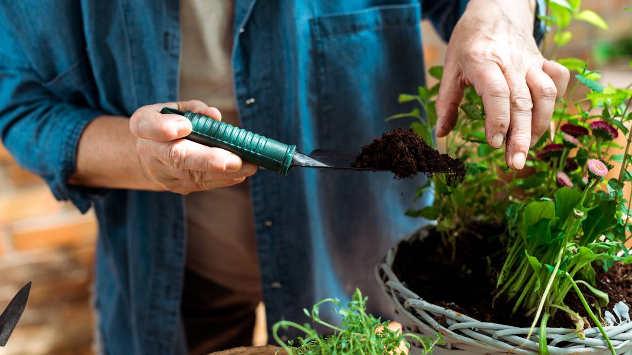 A planta nativa que muda o ambiente ao redor de um jeito inesperado