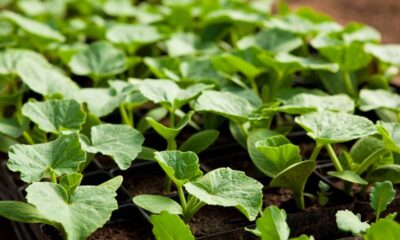 Como plantar abóbora mesmo sem muito espaço