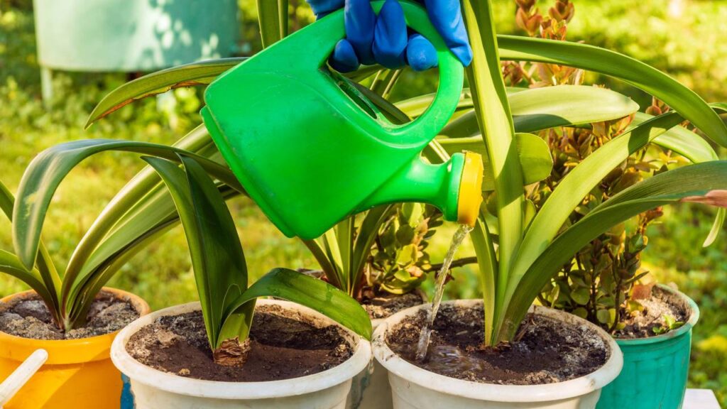 Um fertilizante natural pode fazer suas plantas florescerem bem mais rápido