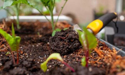 O adubo caseiro que faz qualquer planta crescer o dobro em poucos dias