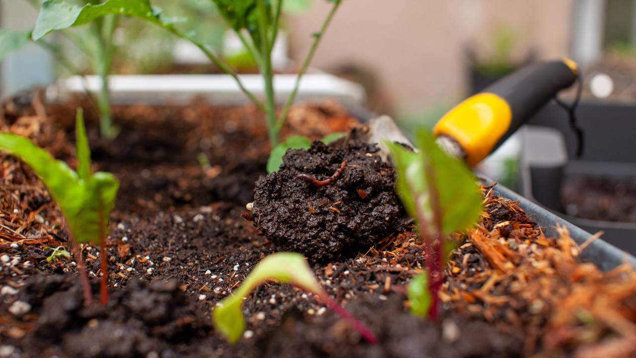O adubo caseiro que faz qualquer planta crescer o dobro em poucos dias