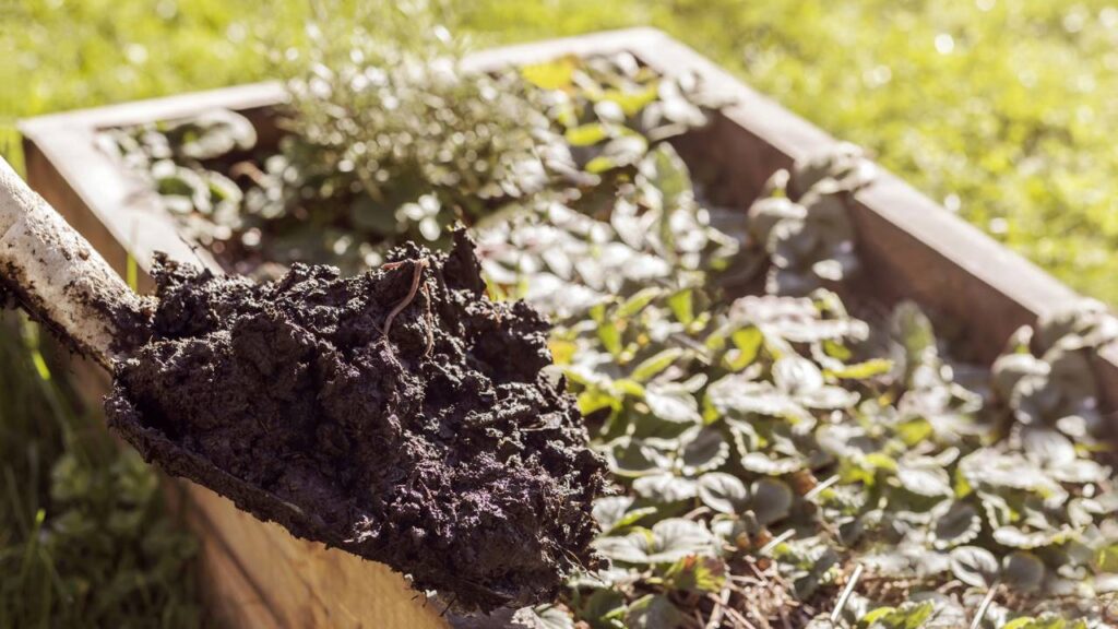 O adubo caseiro que faz qualquer planta crescer o dobro em poucos dias
