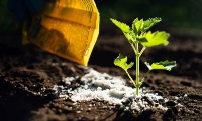 O que usar na sua planta para ela crescer mais rápido sem gastar dinheiro