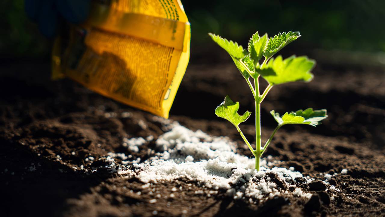 O que usar na sua planta para ela crescer mais rápido sem gastar dinheiro