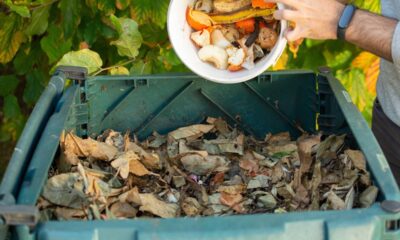 Transforme o que sobra na cozinha em adubo para suas plantas continuarem fortes