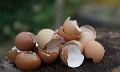 A mistura com casca de ovo que deixa as raízes muito mais fortes