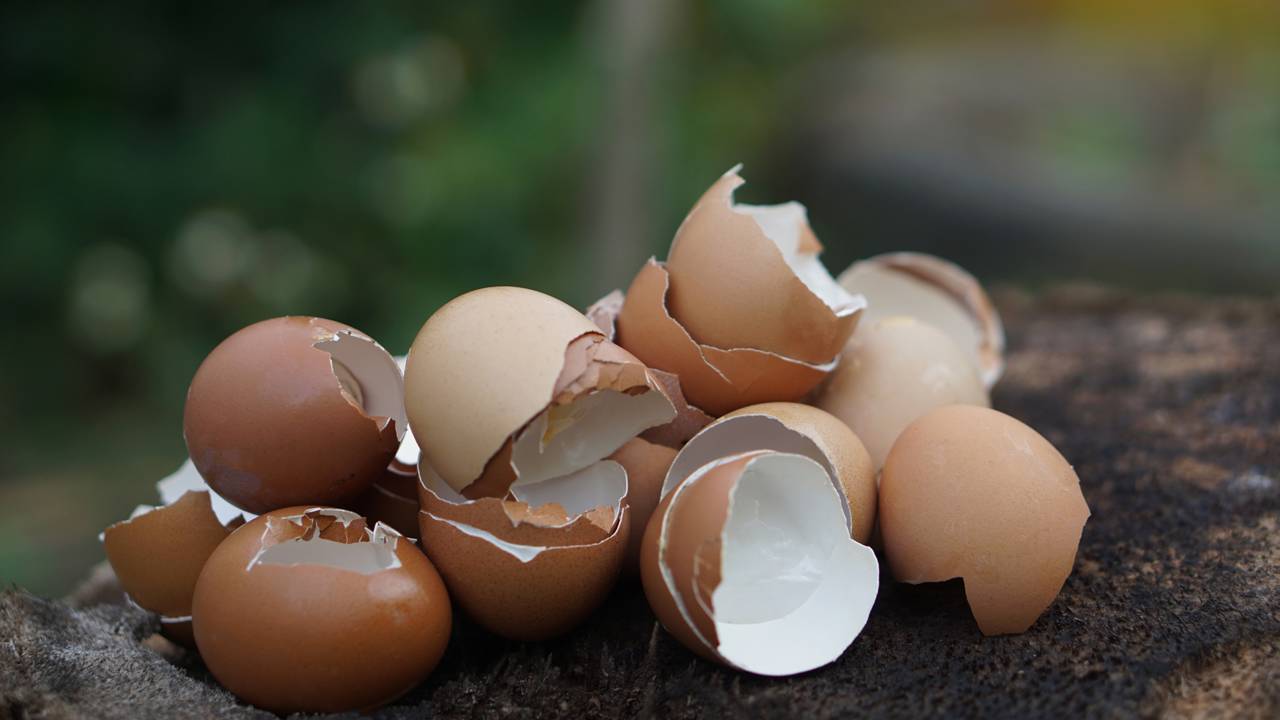 A mistura com casca de ovo que deixa as raízes muito mais fortes