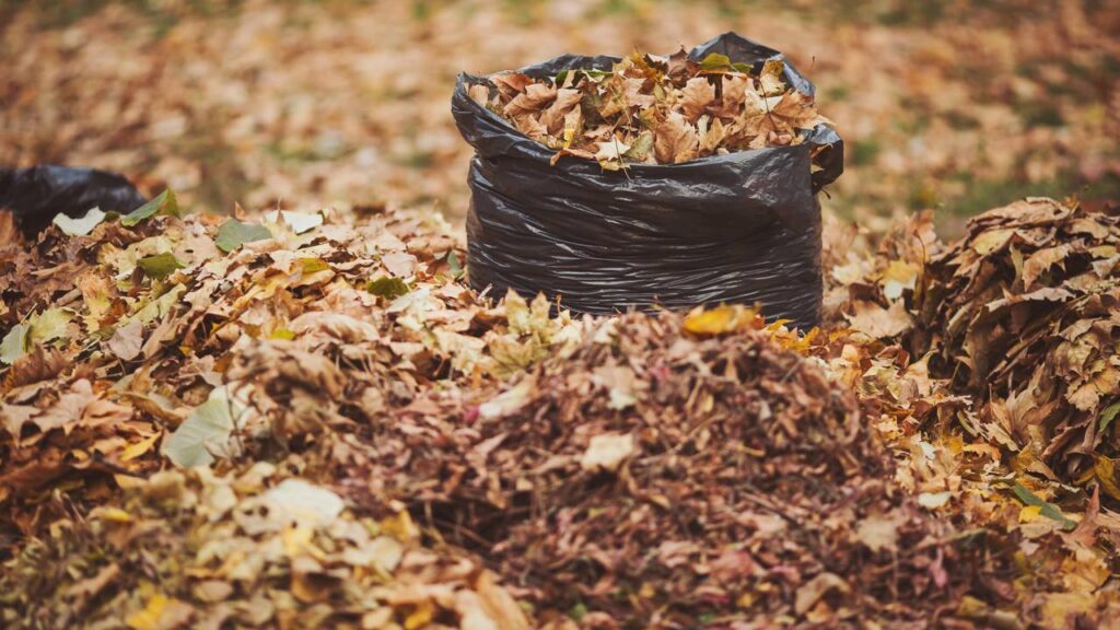 Adubo feito com folhas secas deixa o solo rico e leve de um jeito surpreendente
