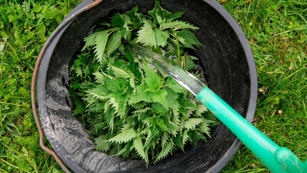 Adubo líquido natural que deixa folhas mais verdes e brilhantes