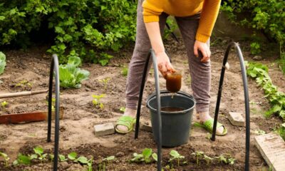 Uma mistura caseira está chamando atenção após resultados fora da curva no crescimento das plantas