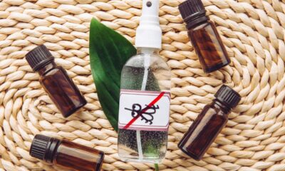 As plantas que afastam mosquitos melhor do que repelente químico