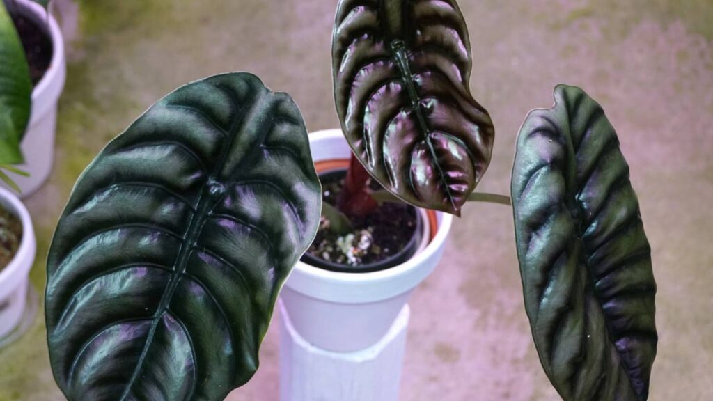 O brilho das folhas muda muito de planta pra planta e desperta curiosidade de quem observa