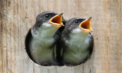 O motivo curioso que faz os pássaros cantarem mais forte antes da chuva