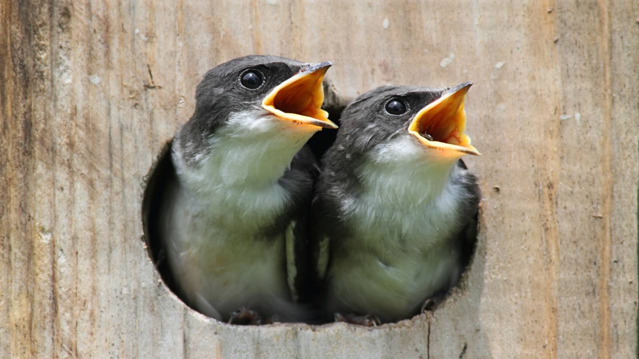 O motivo curioso que faz os pássaros cantarem mais forte antes da chuva