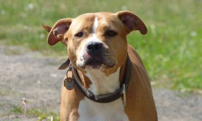 Qual o aumentativo de "cão" e por que ele quase ninguém usa?