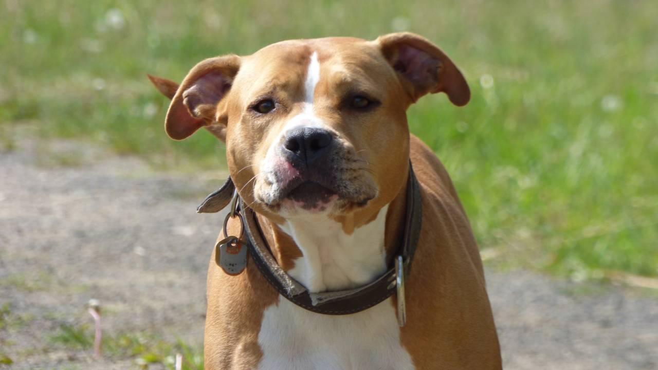 Qual o aumentativo de "cão" e por que ele quase ninguém usa?