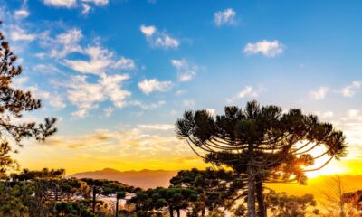 A relação entre a direção do vento e o crescimento das árvores