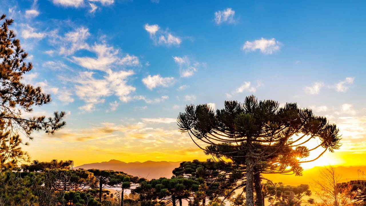 A relação entre a direção do vento e o crescimento das árvores