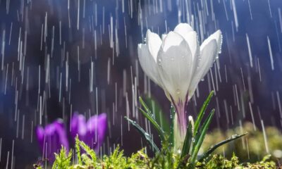 Por que sentimos cheiro de terra molhada antes da chuva