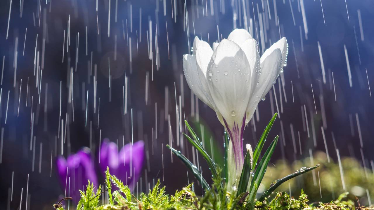 Por que sentimos cheiro de terra molhada antes da chuva